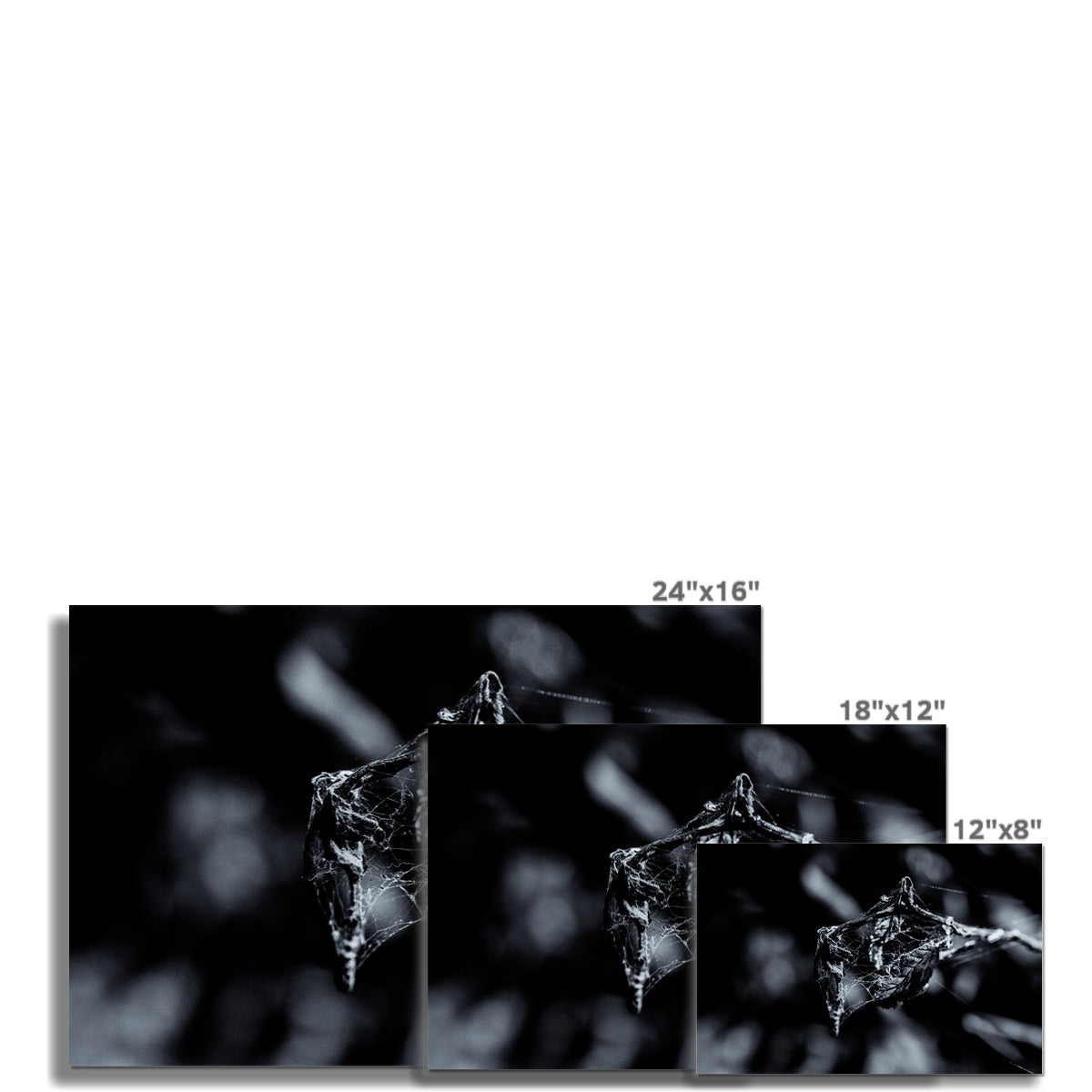 Filament Hahnemühle Photo Rag Print