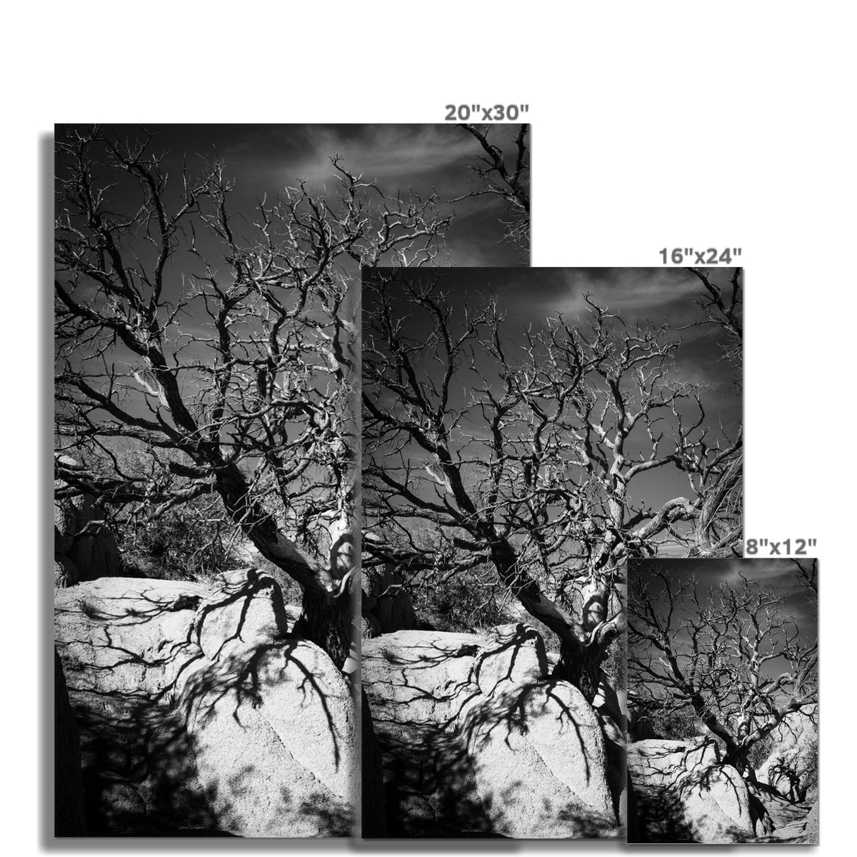 Patience Hahnemühle Photo Rag Print