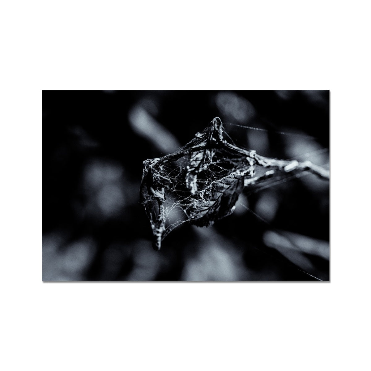 Filament Hahnemühle Photo Rag Print