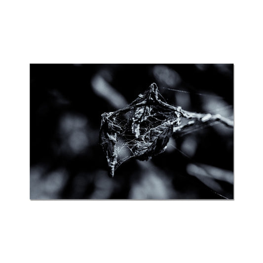 Filament Hahnemühle Photo Rag Print