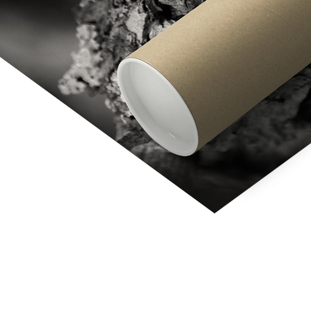 Old Growth Hahnemühle Photo Rag Print