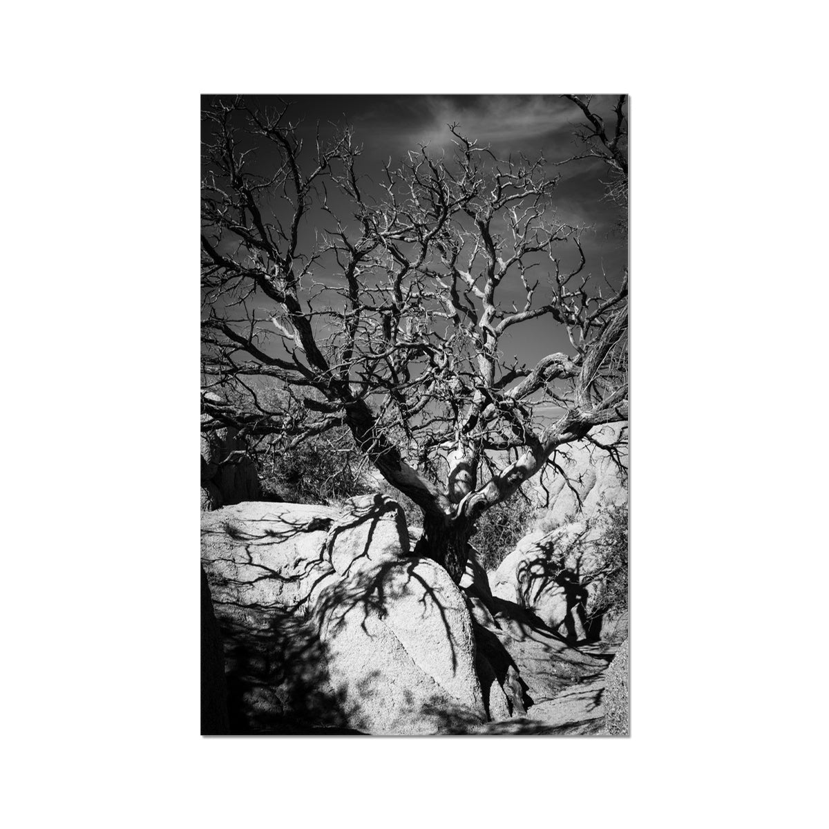 Patience Hahnemühle Photo Rag Print