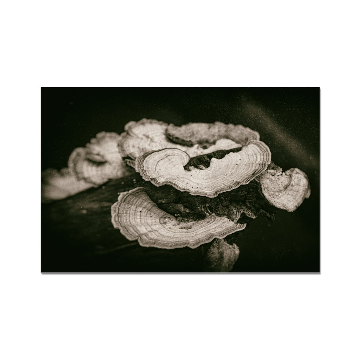 Tropical Platters Hahnemühle Photo Rag Print