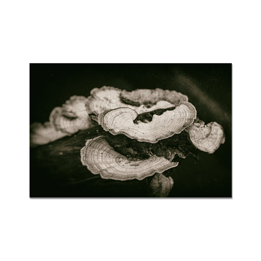 Tropical Platters Hahnemühle Photo Rag Print