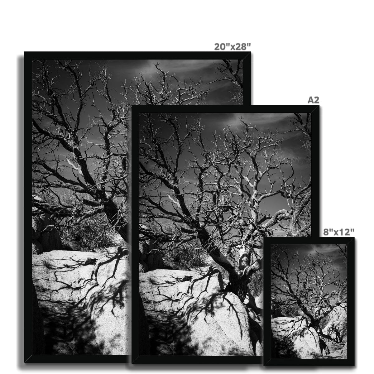 Patience Framed Print