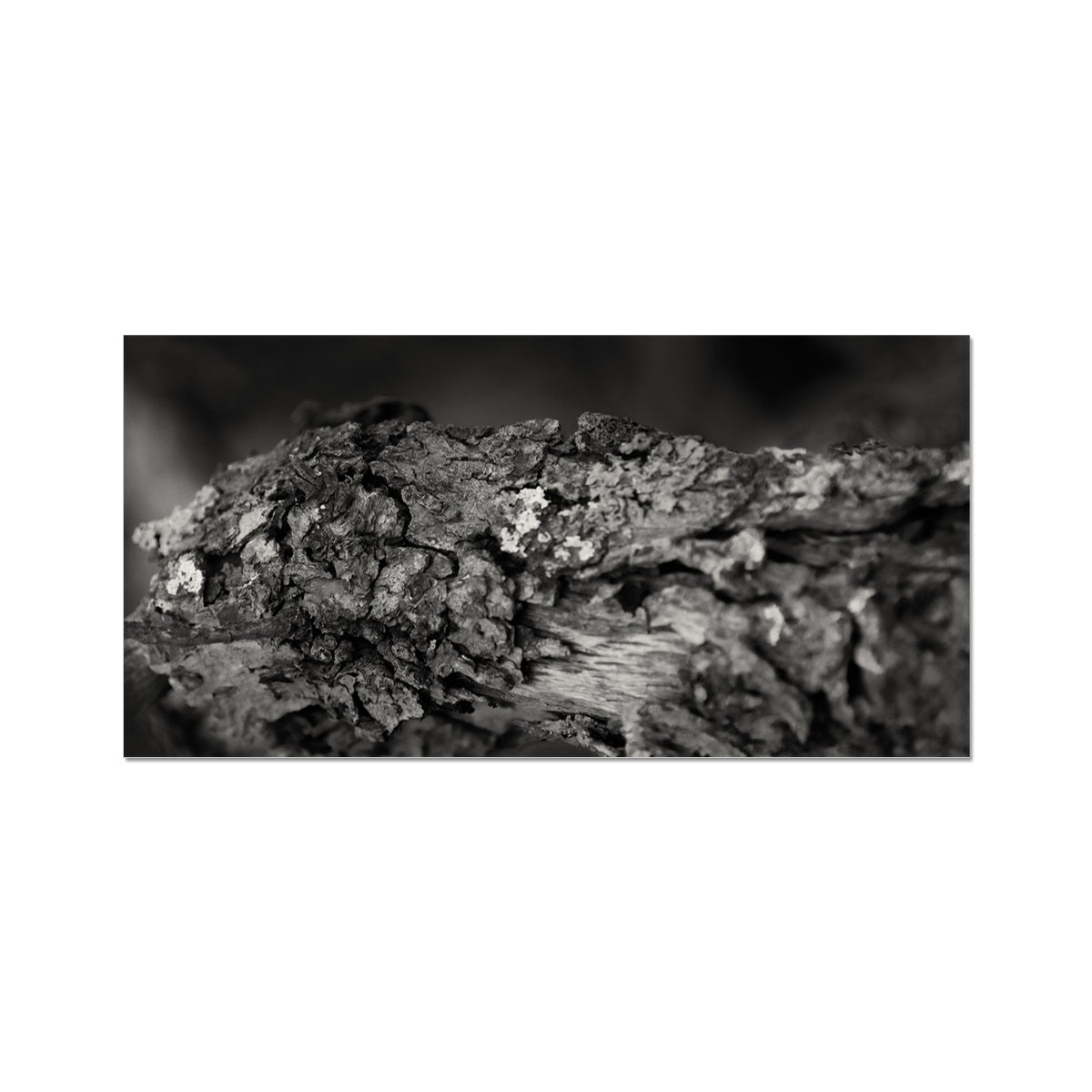 Old Growth Hahnemühle Photo Rag Print