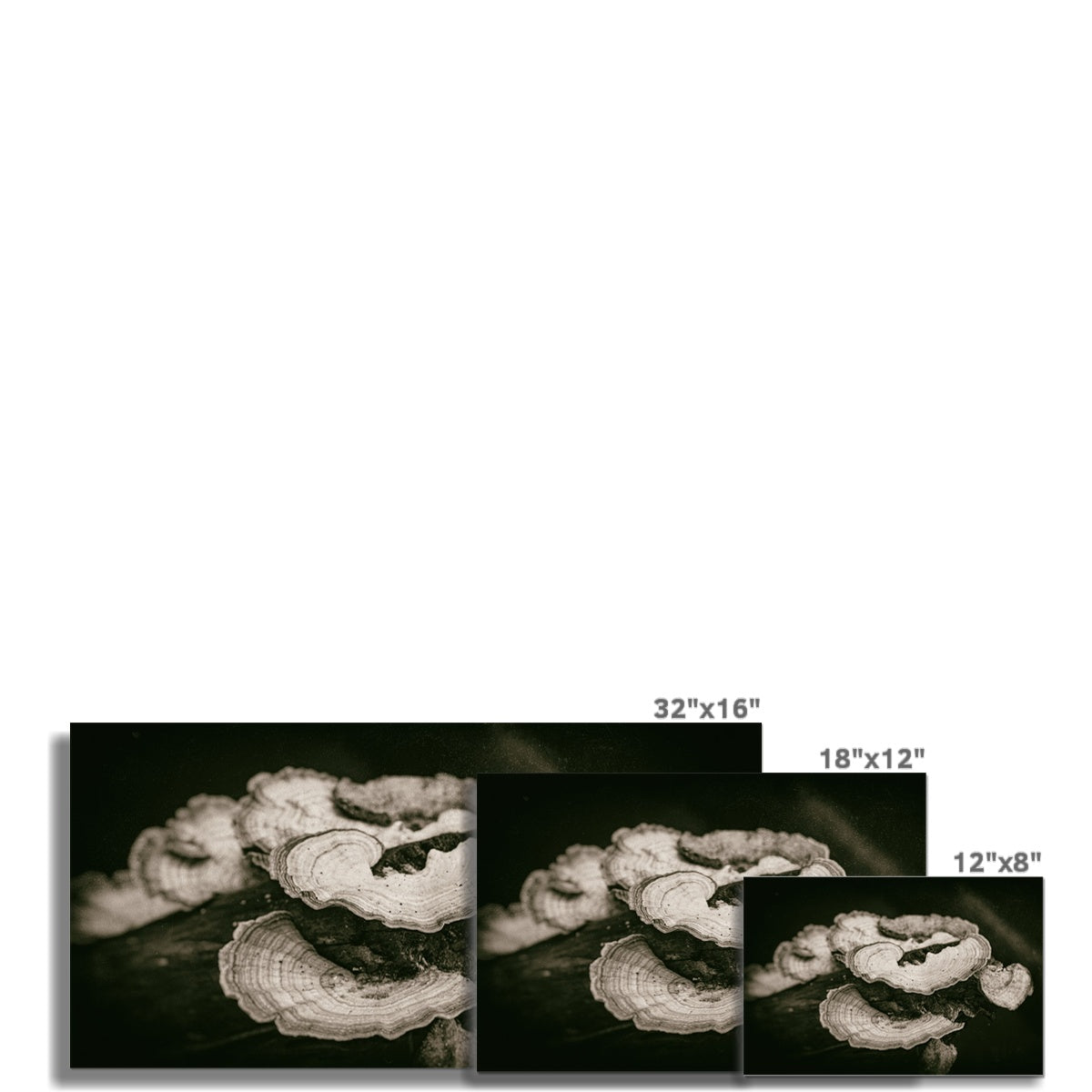 Tropical Platters Hahnemühle Photo Rag Print