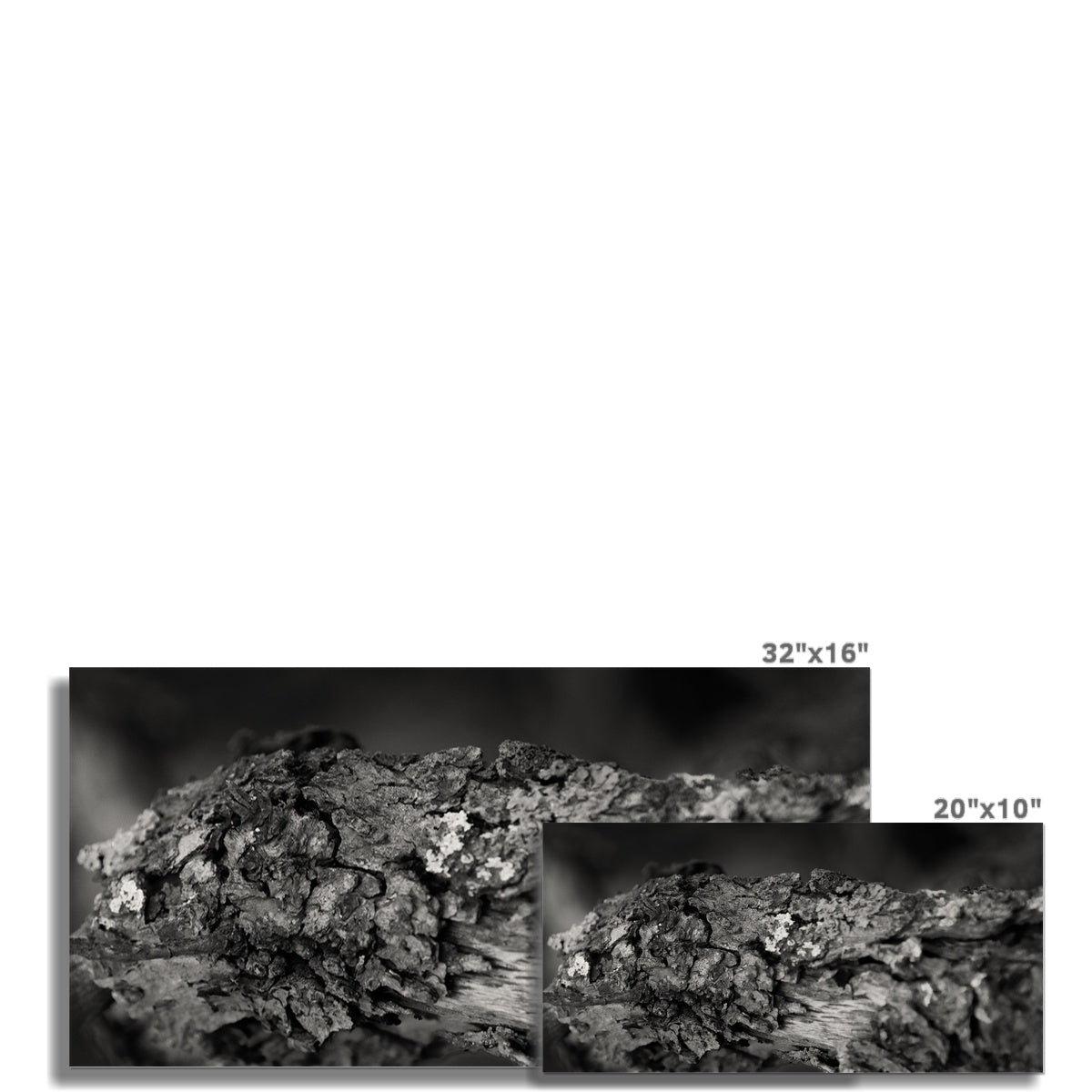 Old Growth Hahnemühle Photo Rag Print